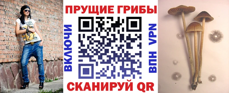 Галлюциногенные грибы Psilocybe  гидра tor  Жердевка  магазин   
